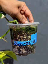 Scindapsus Jade Satin Variegated - Yellow Variegation - (June-22-18)