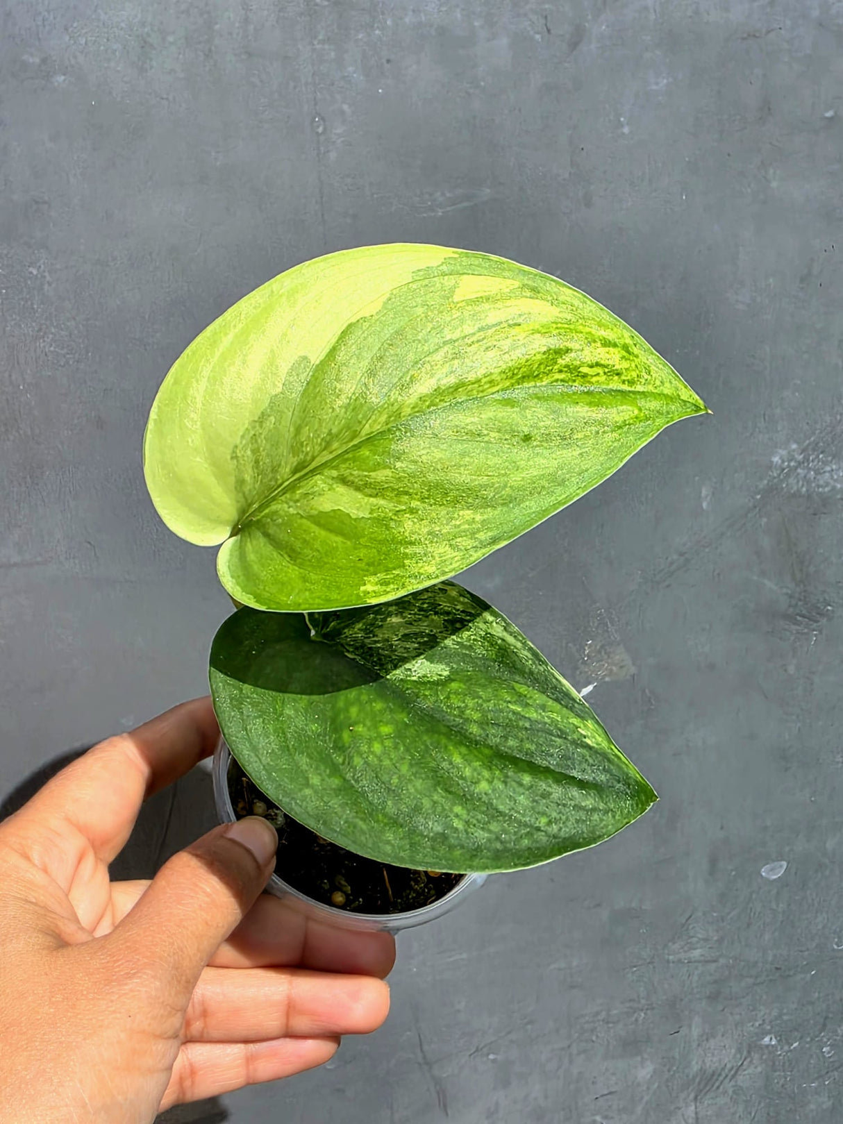 Scindapsus Jade Satin Variegated - Yellow Variegation - (June-22-16)