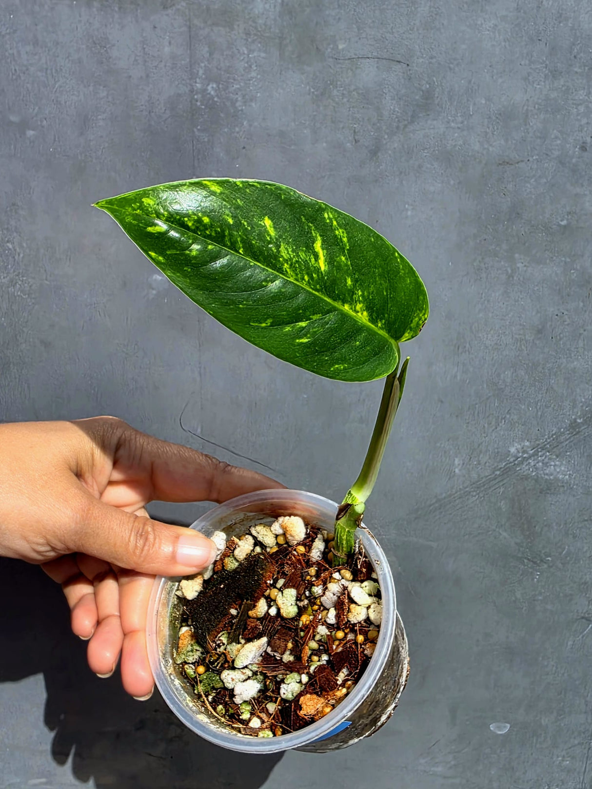 Variegated Golden Flame Epipremnum Pinnatum - Exact Plant - (June-22-14)