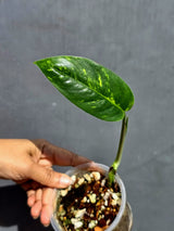 Variegated Golden Flame Epipremnum Pinnatum - Exact Plant - (June-22-14)