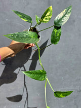 Rare Variegated Golden Flame Epipremnum Pinnatum - Exact Plant - (June-22-11)