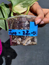 Scindapsus Jade Satin Variegated - Yellow Variegation - (June-22-04)
