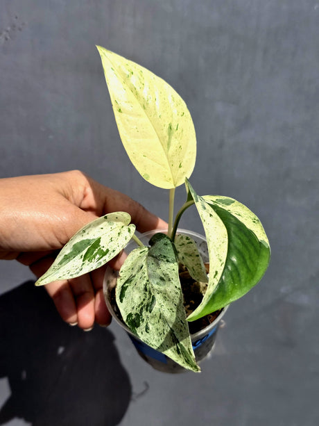 Epipremnum Pinnatum Marble Variegated Plant (June-22-05-H)