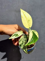 Epipremnum Pinnatum Marble Variegated Plant (June-22-05-H)