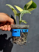 Epipremnum Pinnatum Marble Variegated Plant (June-22-05-H)
