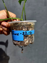 Epipremnum Pinnatum Albo Variegated - Exact Plant - (June-22-01)