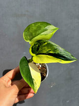 Scindapsus Jade Satin Variegated - Yellow Variegation - (June-22-03)