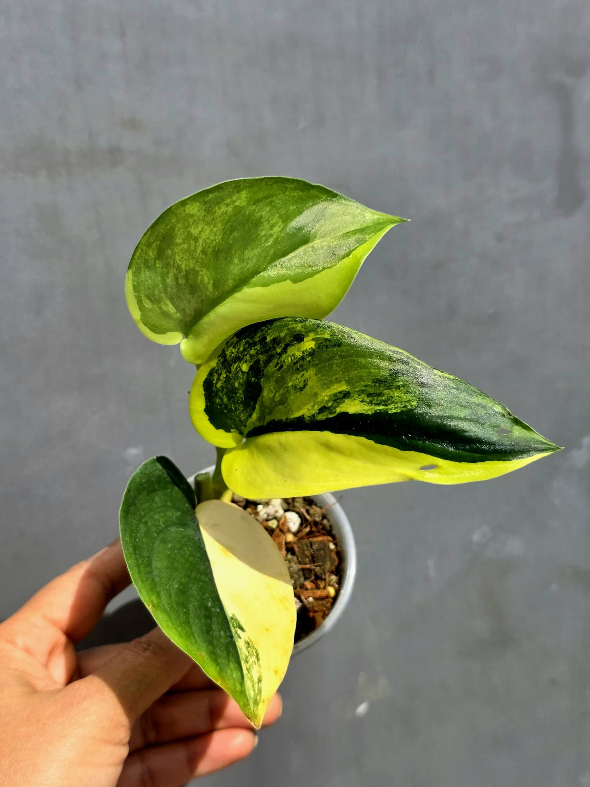 Scindapsus Jade Satin Variegated - Yellow Variegation - (June-22-03)