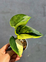 Scindapsus Jade Satin Variegated - Yellow Variegation - (June-22-03)