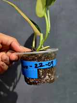 Scindapsus Jade Satin Variegated - Yellow Variegation - (June-22-03)