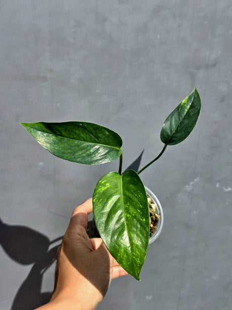 Rare Variegated Golden Flame Epipremnum Pinnatum - Exact Plant - (June-22-06)