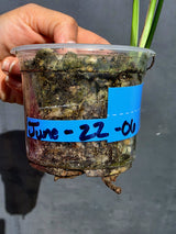Rare Variegated Golden Flame Epipremnum Pinnatum - Exact Plant - (June-22-06)