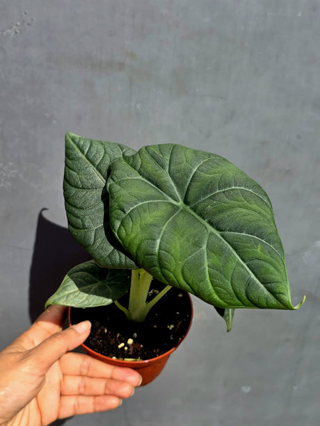 Alocasia Maharani Grey Dragon 6" - Jewel Alocasia - Live Houseplant - Rare Indoor Plant - Tropical Aroid - Exotic Foliage