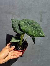 Alocasia Maharani Grey Dragon 6" - Jewel Alocasia - Live Houseplant - Rare Indoor Plant - Tropical Aroid - Exotic Foliage