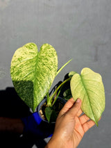 Variegated Monstera Deliciosa Mint - Rare Mint Monstera - (June-23-13)