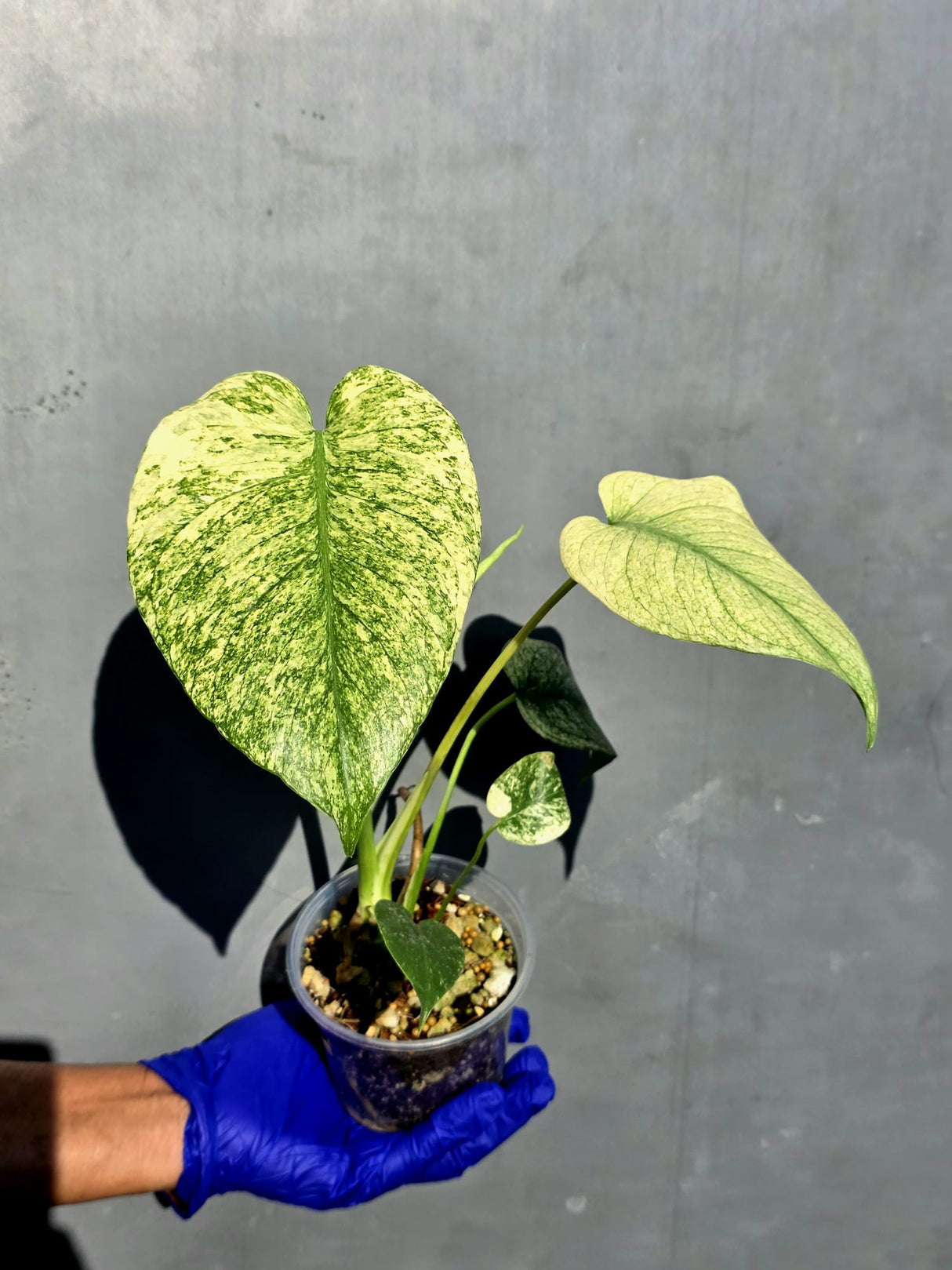 Variegated Monstera Deliciosa Mint - Rare Mint Monstera - (June-23-13)