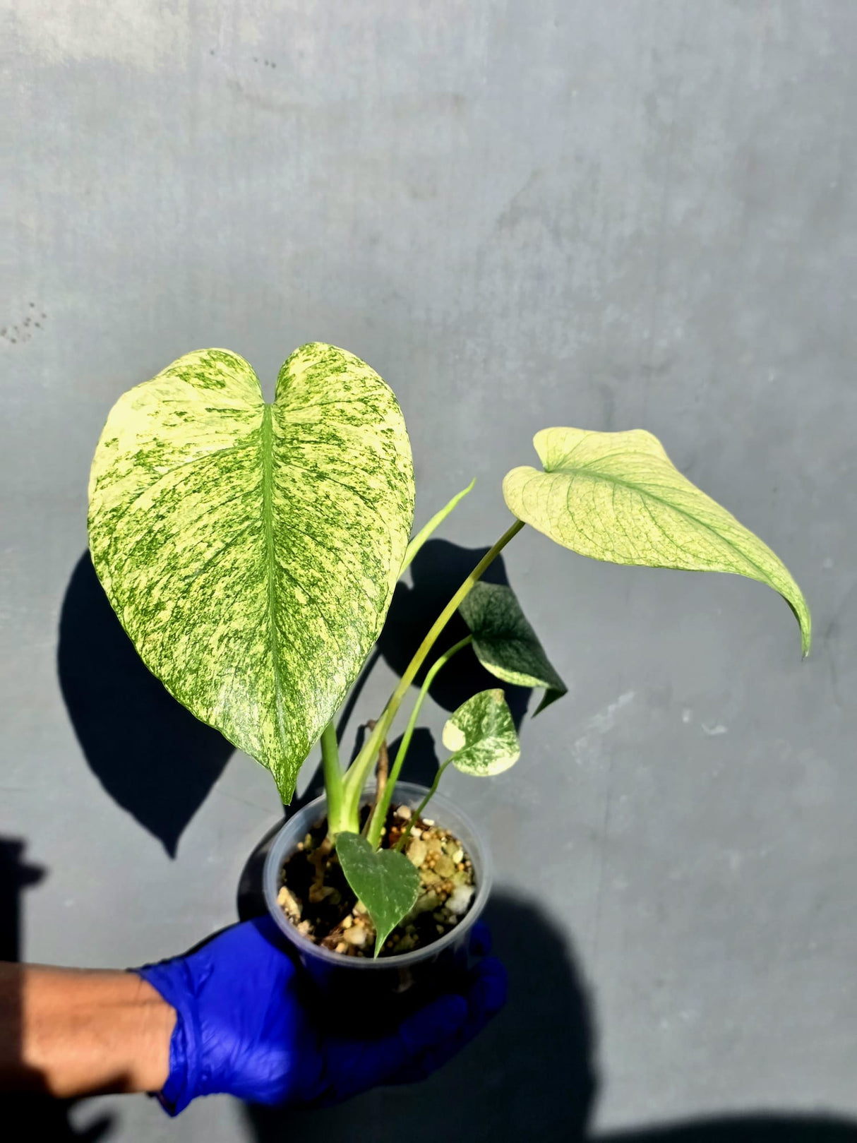 Variegated Monstera Deliciosa Mint - Rare Mint Monstera - (June-23-13)
