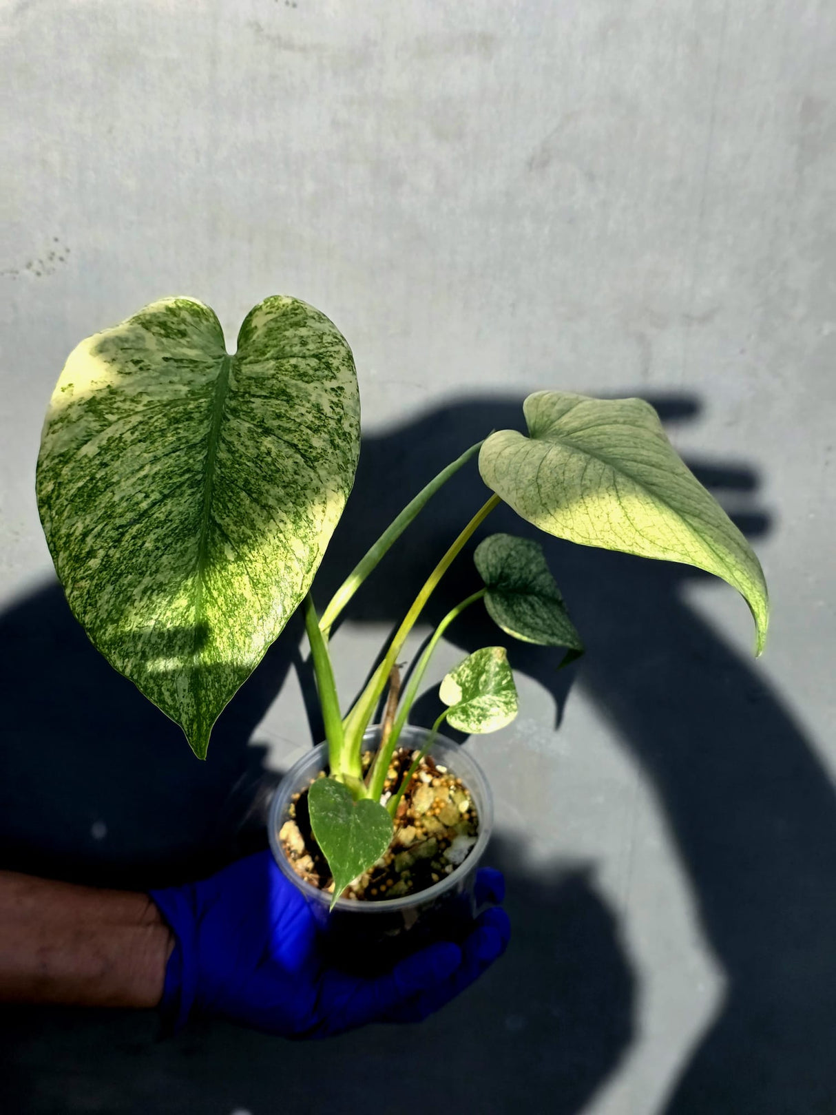 Variegated Monstera Deliciosa Mint - Rare Mint Monstera - (June-23-13)