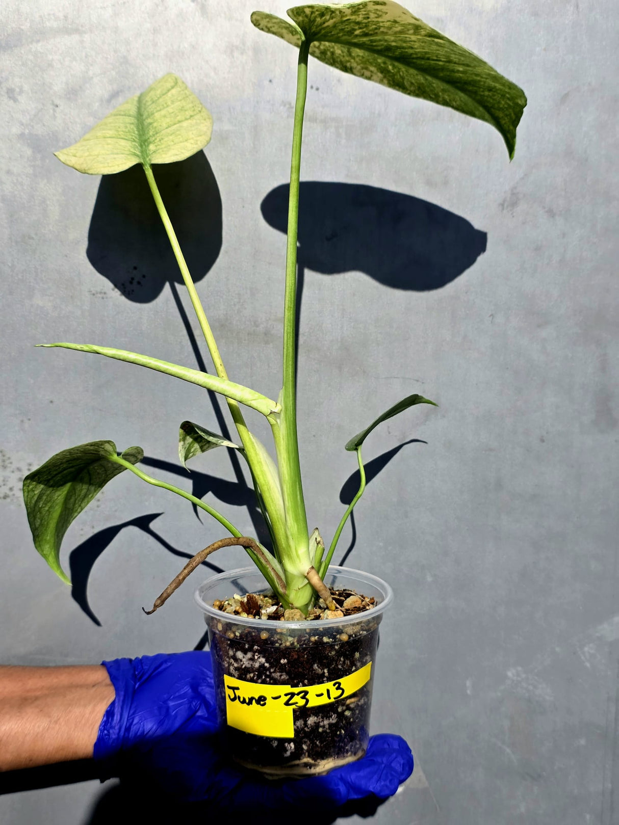 Variegated Monstera Deliciosa Mint - Rare Mint Monstera - (June-23-13)