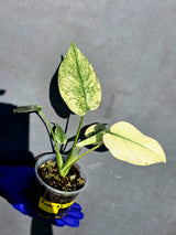 Variegated Monstera Deliciosa Mint - Rare Mint Monstera - (June-23-11)
