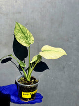 Variegated Monstera Deliciosa Mint - Rare Mint Monstera - (June-23-11)