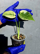 Variegated Monstera Deliciosa Mint - Rare Mint Monstera - (June-23-09)