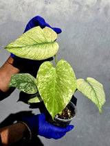 Variegated Monstera Deliciosa Mint - Rare Mint Monstera - (June-23-07)