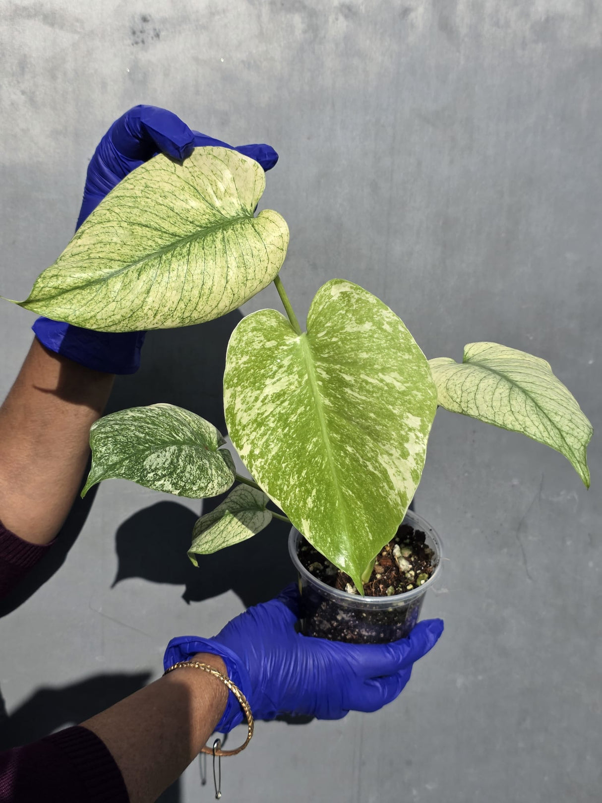 Variegated Monstera Deliciosa Mint - Rare Mint Monstera - (June-23-07)