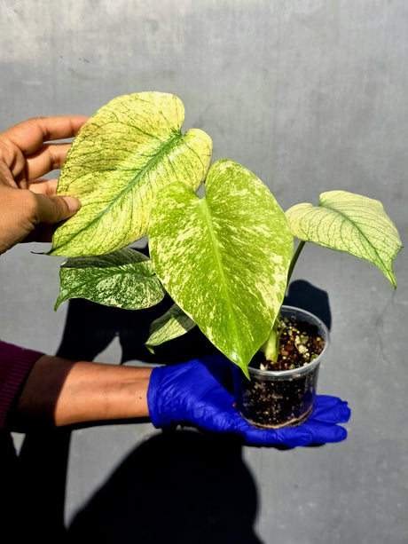Variegated Monstera Deliciosa Mint - Rare Mint Monstera - (June-23-07)