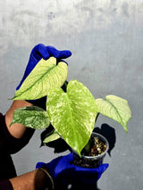 Variegated Monstera Deliciosa Mint - Rare Mint Monstera - (June-23-07)