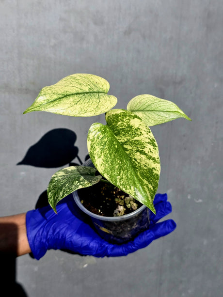 Variegated Monstera Deliciosa Mint - Rare Mint Monstera - (June-23-05)