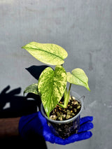 Variegated Monstera Deliciosa Mint - Rare Mint Monstera - (June-23-05)