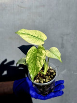Variegated Monstera Deliciosa Mint - Rare Mint Monstera - (June-23-05)