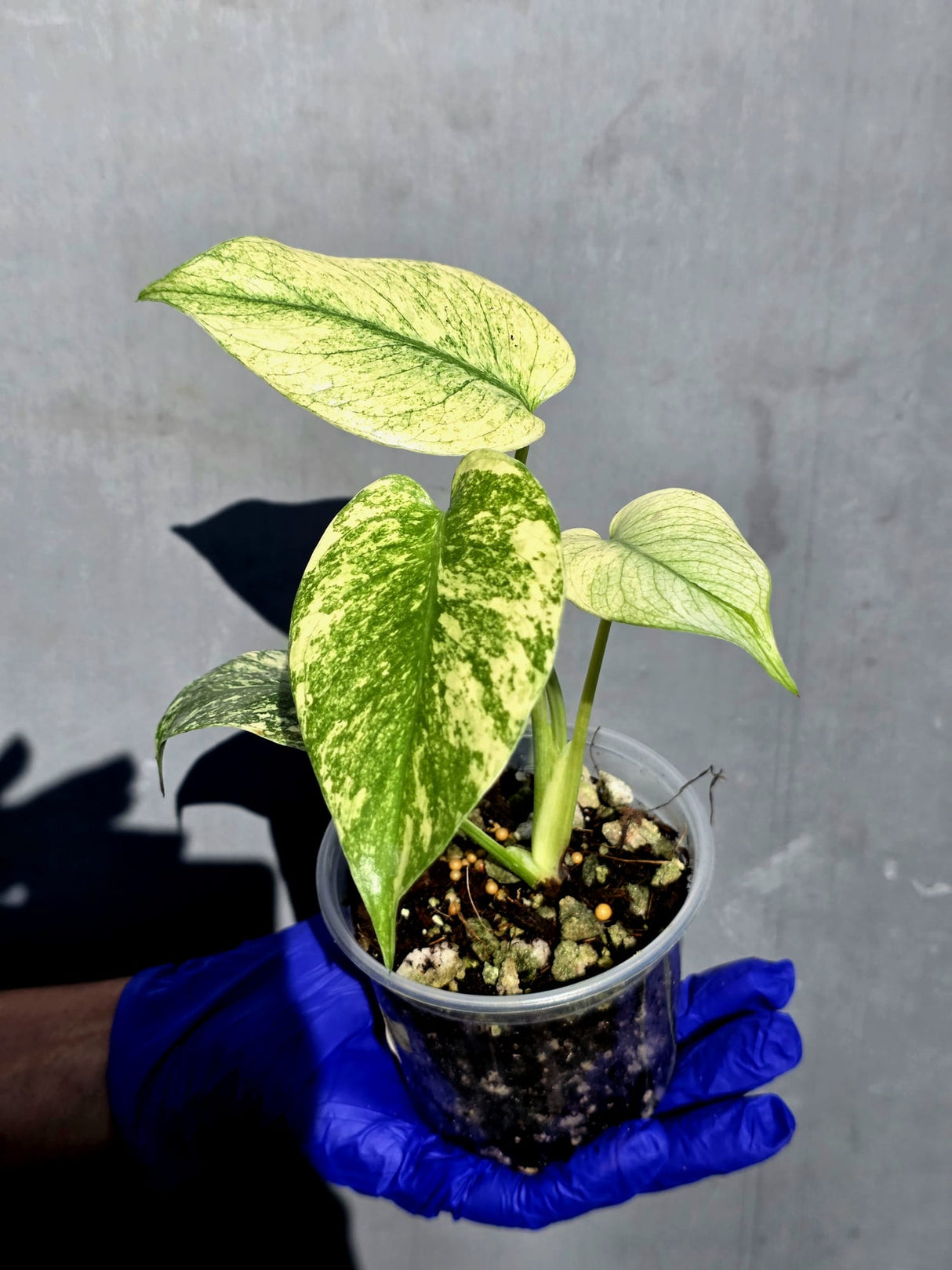 Variegated Monstera Deliciosa Mint - Rare Mint Monstera - (June-23-05)