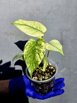 Variegated Monstera Deliciosa Mint - Rare Mint Monstera - (June-23-05)