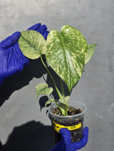 Variegated Monstera Deliciosa Mint - Rare Mint Monstera - (June-23-03)