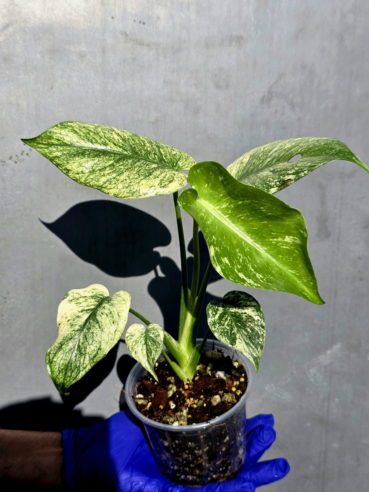 Variegated Monstera Deliciosa Mint - Rare Mint Monstera - (June-23-02)