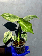 Variegated Monstera Deliciosa Mint - Rare Mint Monstera - (June-23-02)