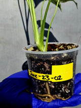 Variegated Monstera Deliciosa Mint - Rare Mint Monstera - (June-23-02)