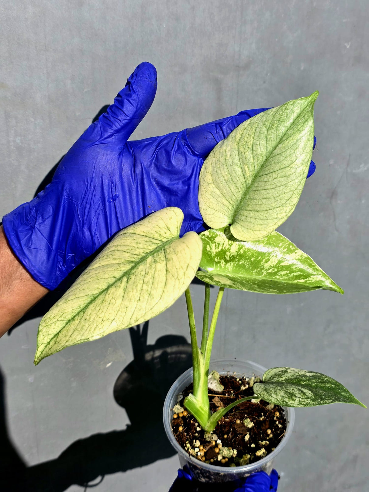 Variegated Monstera Deliciosa Mint -Rare Mint Monstera - (June-23-01)