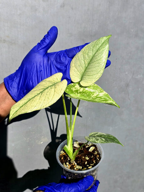Variegated Monstera Deliciosa Mint -Rare Mint Monstera - (June-23-01)