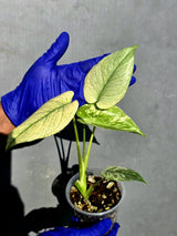Variegated Monstera Deliciosa Mint -Rare Mint Monstera - (June-23-01)
