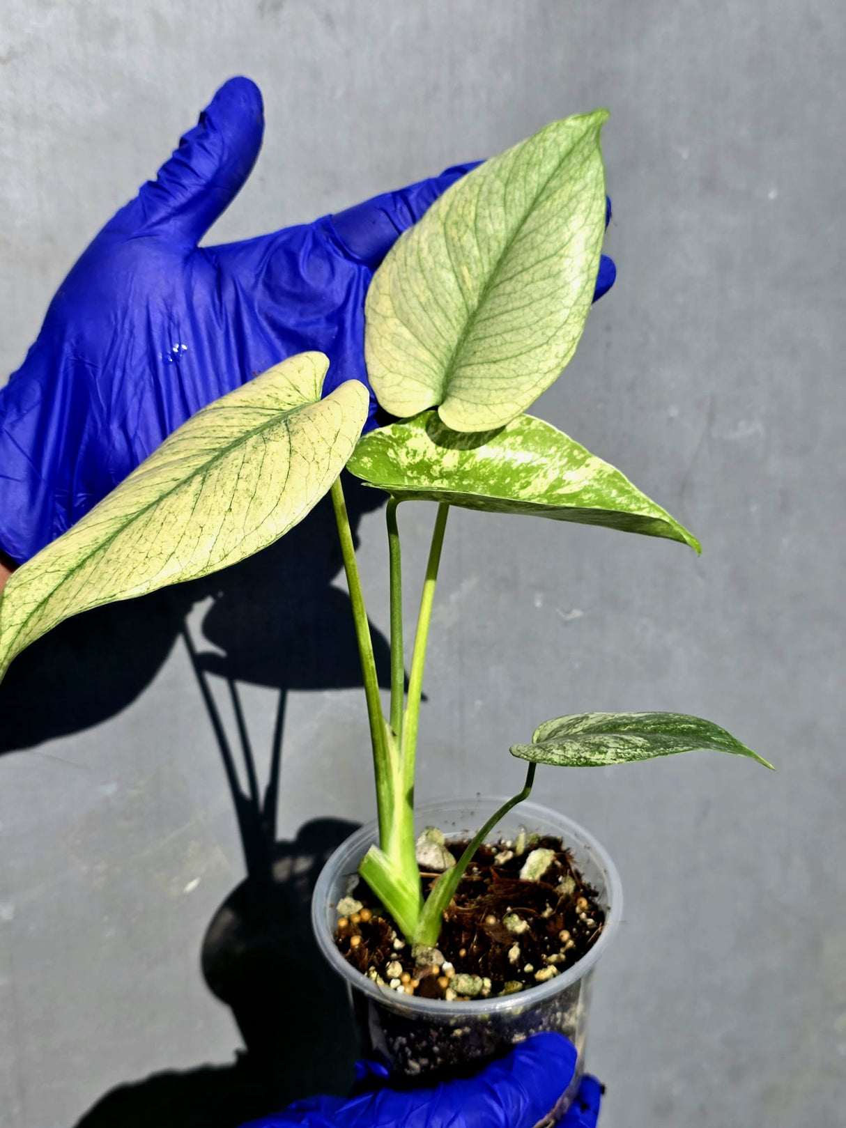 Variegated Monstera Deliciosa Mint -Rare Mint Monstera - (June-23-01)