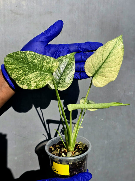 Variegated Monstera Deliciosa Mint -Rare Mint Monstera - (June-23-06)