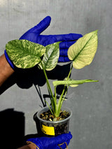 Variegated Monstera Deliciosa Mint -Rare Mint Monstera - (June-23-06)