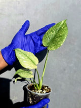 Variegated Monstera Deliciosa Mint - Rare Mint Monstera - (June-23-04)