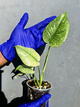 Variegated Monstera Deliciosa Mint - Rare Mint Monstera - (June-23-04)