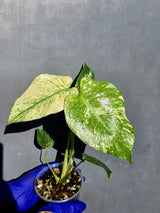 Variegated Monstera Deliciosa Mint - Rare Mint Monstera - (June-23-08)