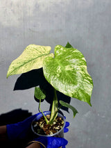 Variegated Monstera Deliciosa Mint - Rare Mint Monstera - (June-23-08)