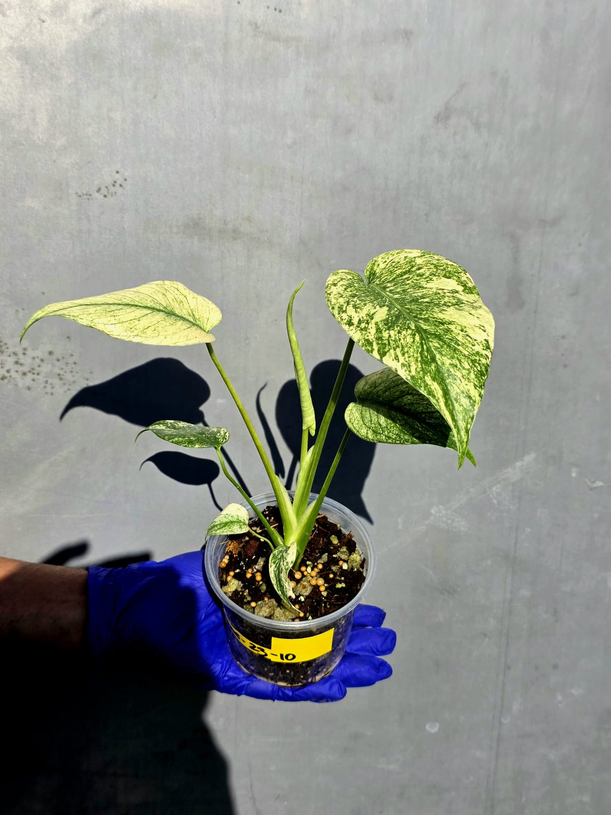 Variegated Monstera Deliciosa Mint - Rare Mint Monstera - (June-23-10)